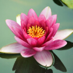 lotus-flower-cropped